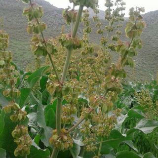 Telegram profile photo for دارو گیاهی راژان نوری زاده
