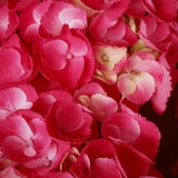Telegram profile photo for Vetiver Flowers