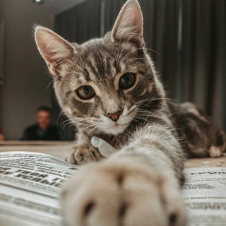 Telegram profile photo for Яша Правкин