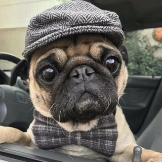 Telegram profile photo for фекса стор
