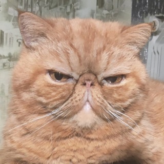 Telegram profile photo for Телега Пута