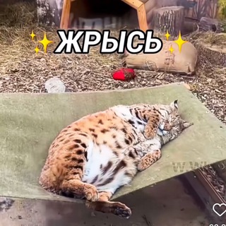 Telegram profile photo for Смеhuёчки