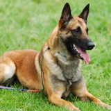 Telegram profile photo for CZ`s Dog