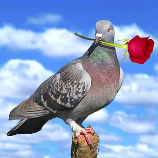 Telegram profile photo for کانال ادبستان شعر عاشقانه کوتاه