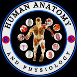 Telegram profile photo for Human Anatomy and Physiology