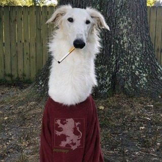 Telegram profile photo for genitalclub