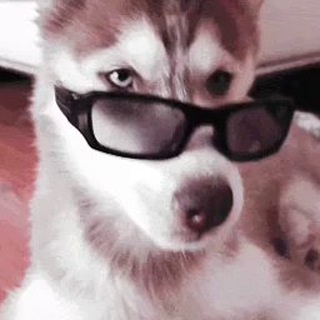 Telegram profile photo for Fluffy Pups!