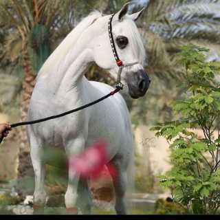 Telegram profile photo for 💌جبر الخواطرeayashah💌