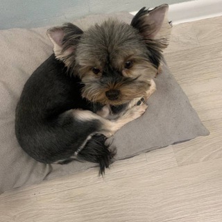 Telegram profile photo for Помощь на лечение