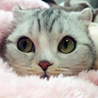 Telegram profile photo for Котомания | коты смешные видео | котята