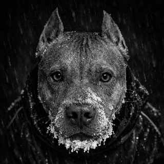 Telegram profile photo for kitana.pitbull