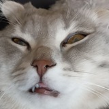 Telegram profile photo for Тг Симбы