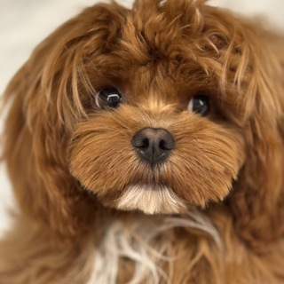 Telegram profile photo for Просто Вова