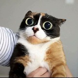 Telegram profile photo for all fake blog