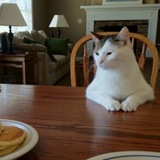 Telegram profile photo for Cat