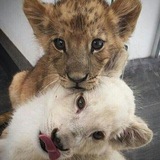 Telegram profile photo for Vulgar's Exchanges