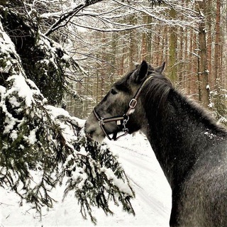 Telegram profile photo for Конный пиар чатик💋