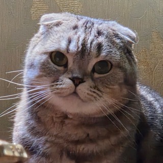 Telegram profile photo for meowkin!