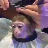 Telegram profile photo for monkeyhaircut portal