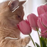 Telegram profile photo for ||конкурсы от викуши🫀