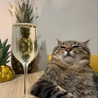 Telegram profile photo for котяшник