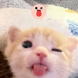 Telegram profile photo for PUUWUMvvsp+゚