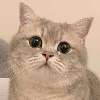 Telegram profile photo for Убийство на улице Мург