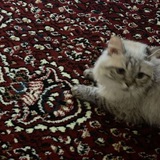 Telegram profile photo for ﮼مَلاذ🌷. َ