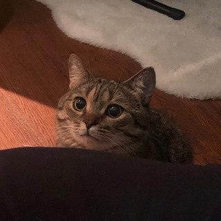 Telegram profile photo for Анжелика и Челси живут и рассуждают