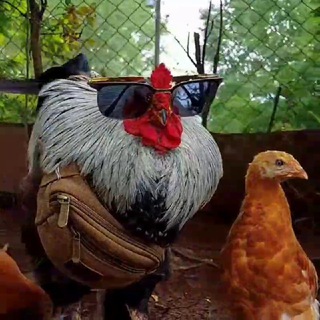 Telegram profile photo for храм крутых петухов