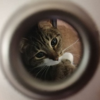 Telegram profile photo for tell me your secrets, кощка