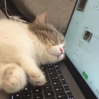 Telegram group profile photo for IT Memes Chat