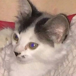 Telegram profile photo for Стена в полу