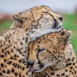 Telegram profile photo for ˚⊱ حیوانات بامزه ⊰˚