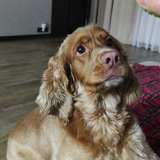Telegram profile photo for уши кокера🐾