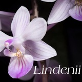 Telegram profile photo for LINDENII WORLD