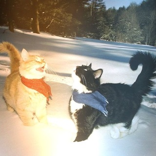 Telegram profile photo for Мурчащий рай художника