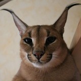 Telegram profile photo for кладовка.