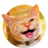 Telegram profile photo for Юмор на каждый день
