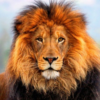 Telegram profile photo for The Animal Kingdom
