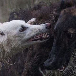 Telegram profile photo for щебень 、