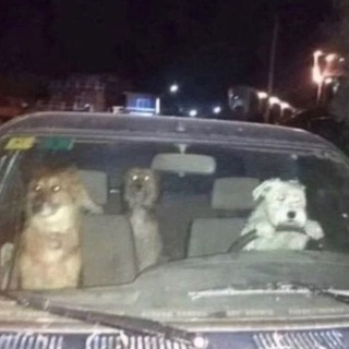 Telegram profile photo for Злая Собака в сети