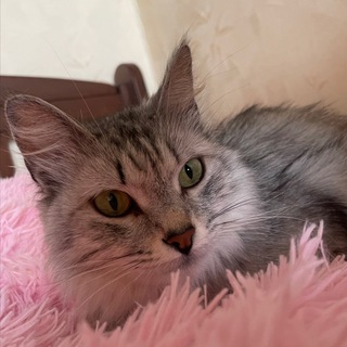 Telegram profile photo for Мурка official