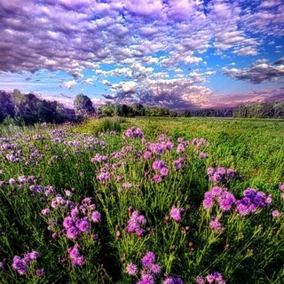 Telegram profile photo for The Nature Apothecary