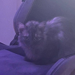 Telegram profile photo for рест¡ фен¿к завали ебало👾