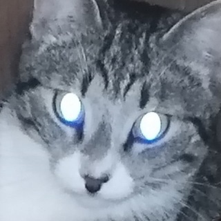 Telegram profile photo for Мотяна коробка