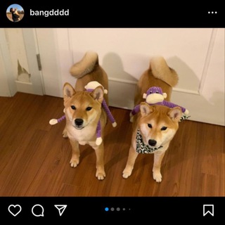 Telegram profile photo for $SHIRU | WIFS FREN