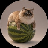 Telegram profile photo for КОТ НА АРБУЗЕ