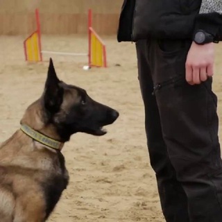 Telegram profile photo for Блог • Собаки • Життя | Черніков Ілля | BARKS