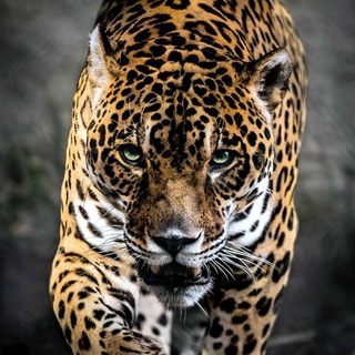 Telegram profile photo for РЕКЛАМА КРАСНОДАР